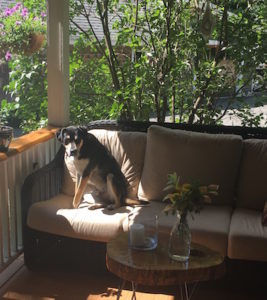 Happiness is a warm puppy…