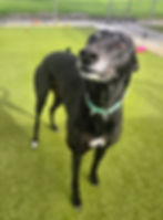 dogs staying long term at barkridge boarding kennels