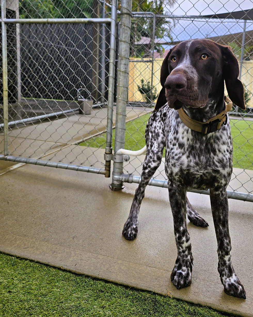 Alert German Shorthaired Pointer enjoying fresh air, enrichment, and supervised outdoor ac