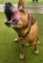 long term dog boarding perth