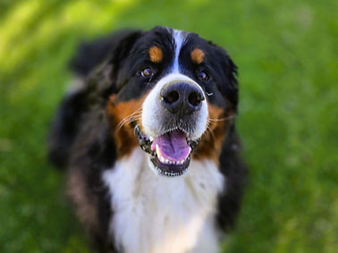 Bernese Mountain Dog sitting on green grass, looking up at the camera with mouth open and