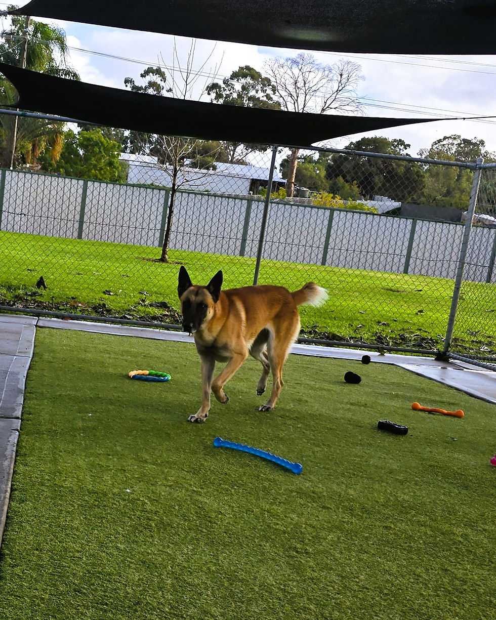 Alert Belgian Malinois enjoying supervised exercise and exploring the spacious play yard a
