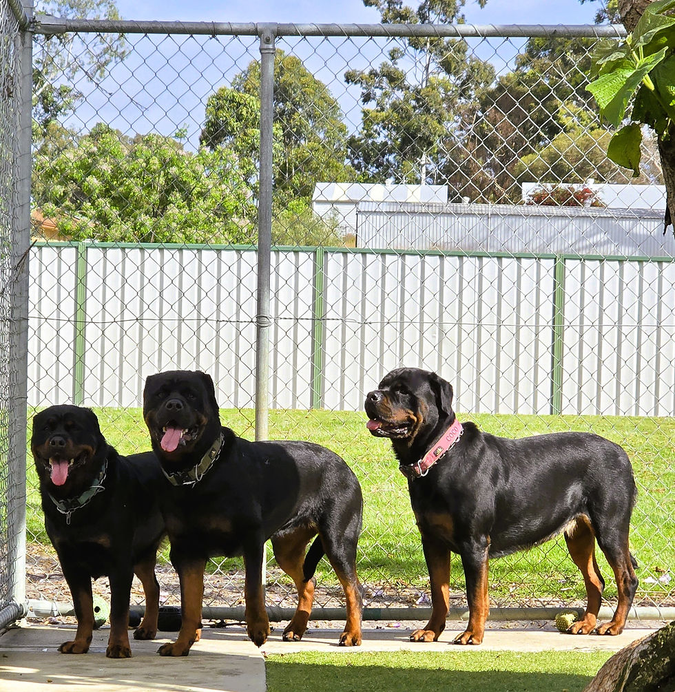 “Three happy Rottweilers standing together in a sunny outdoor kennel at Barkridge Boarding
