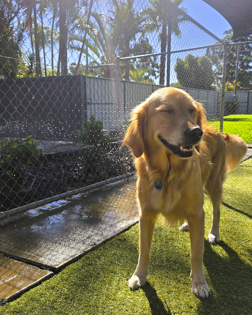barkridge dog boarding play yard
