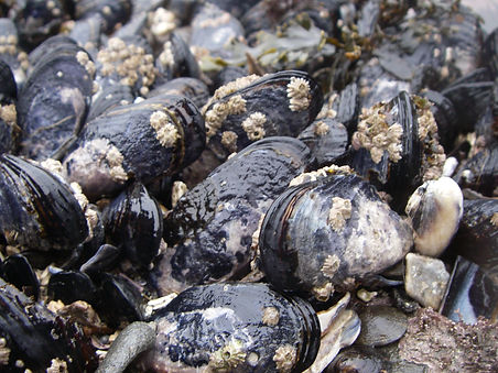 MusselbedatBB.JPG