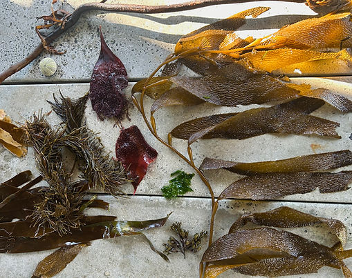 Ucluelet Aquarium Special Events