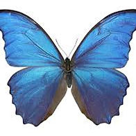 Blue Morpho Butterfly