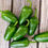 Thumbnail: Jalapeño