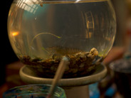 _DSC2832.jpeg