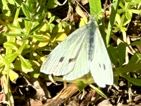 Summer Butterflies
