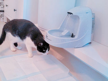 水飲みが下手