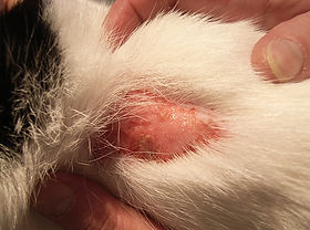 Kradsesår I nakken på en kat