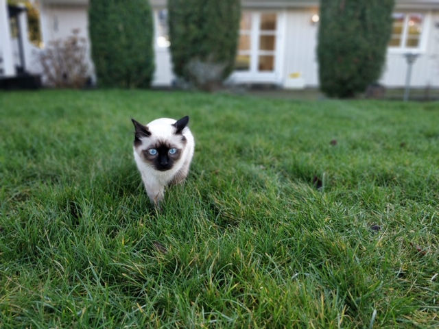 Kalk i huden hos hund