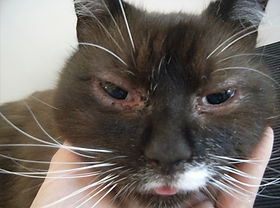 Allergisk kat