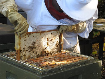 Bienen