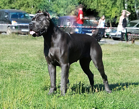 Канто Прима Голден Леди.jpg