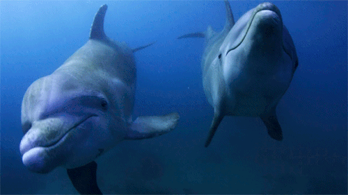 2 dolphins swimming in the ocean. 