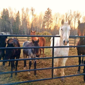 April 2021 Auction Update