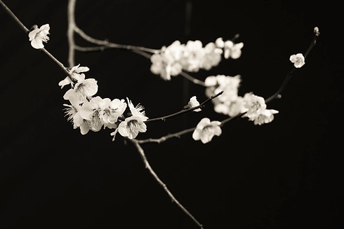 292A8318_tone.jpg