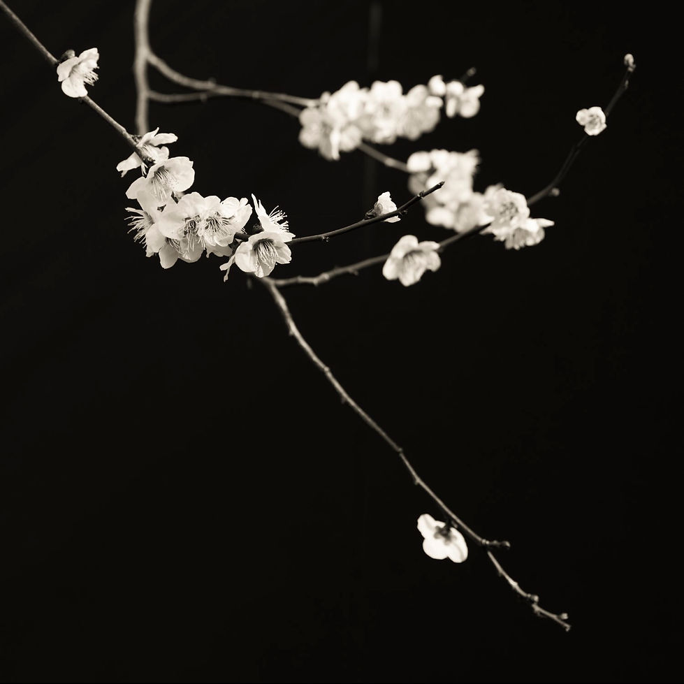 292A8318_tone.jpg