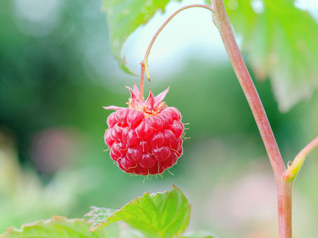 Himbeeren