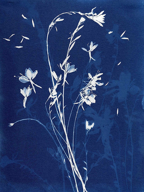 Cyan Gauras 1.jpg