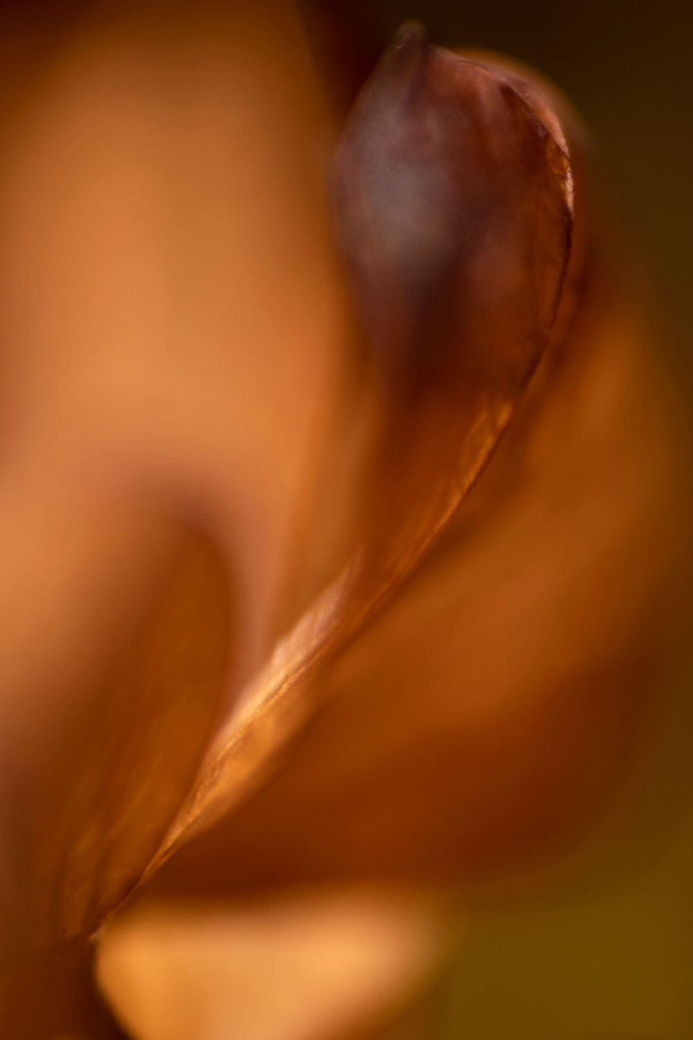 Abysses végétales #15