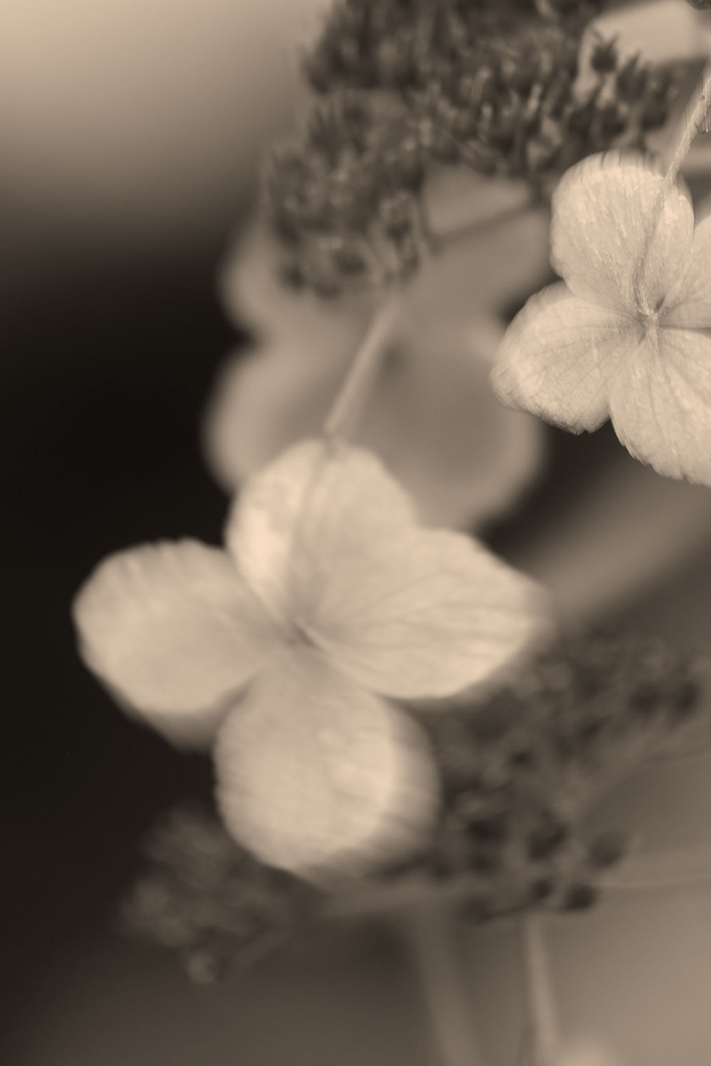 Mondes intérieurs #13 - Inner worlds #13