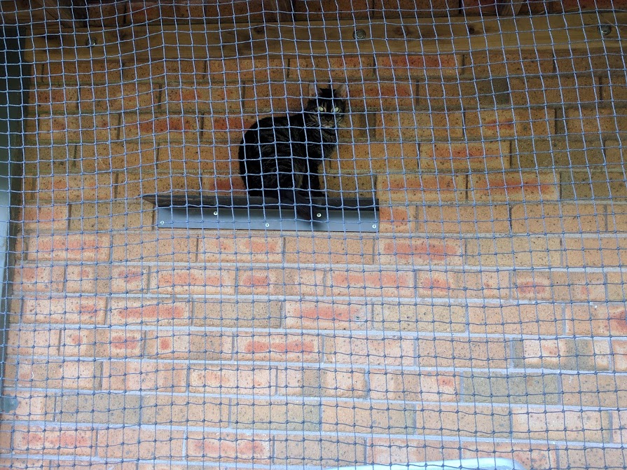 Cat Enclosures Sydney