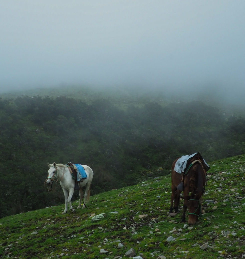 Tranquil Spirits in the Mist