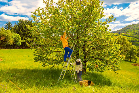 Two beekeepers catch the bee swarm. The