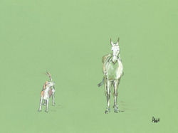 Horse and Hound