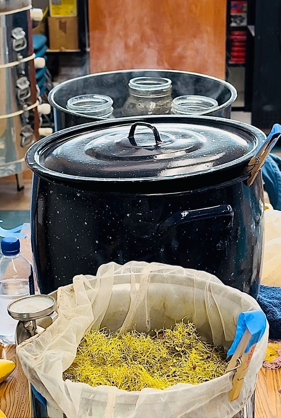 Thumbnail: Mushroom Dye Workshop- October 3, 2026 with Marion Richards