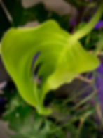 IMG_5009.jpeg