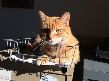 Orange Cat in sun.jpg