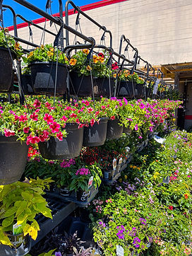 Hanging baskets_plants.jpeg