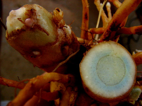 Miniatura: Zedoária