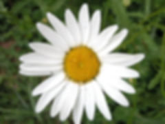 Margarida
