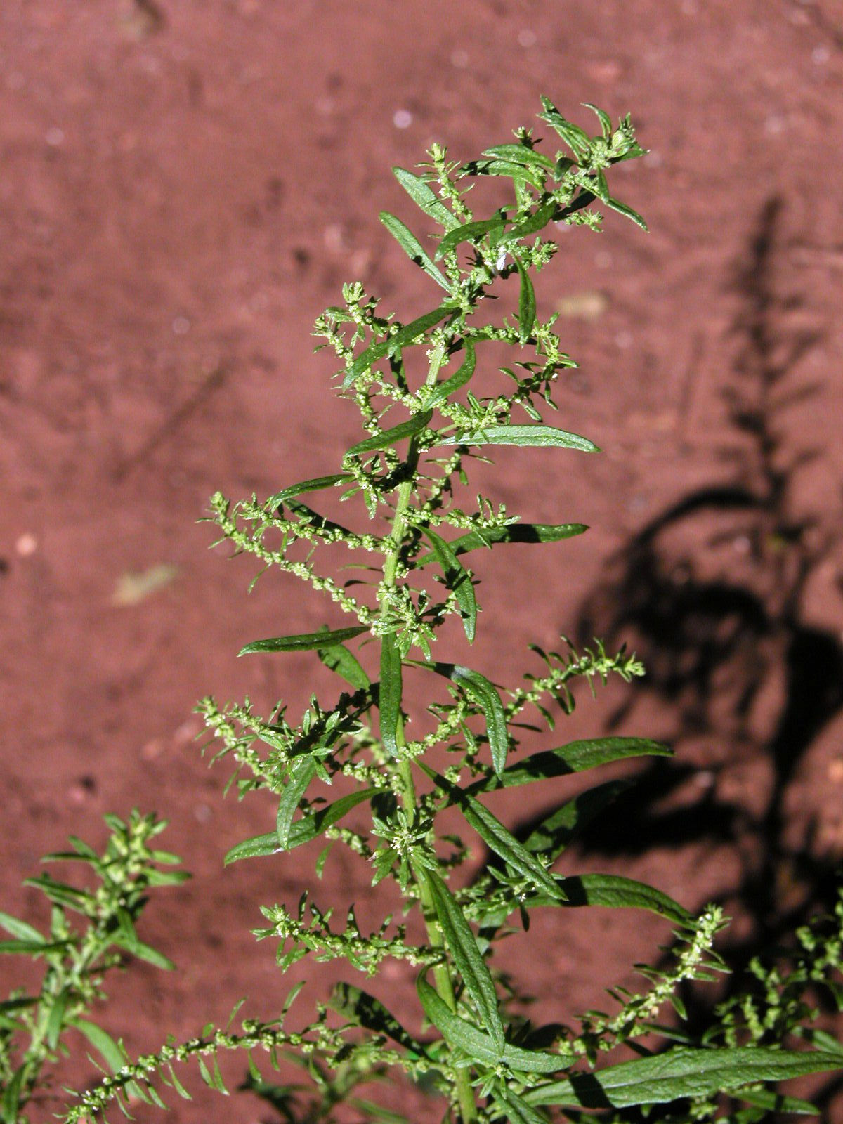 Erva de Santa Maria, Mastrus