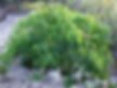 Miniatura: Pariri Crajiru