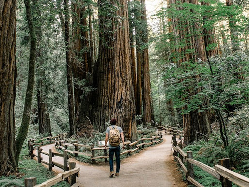How Wise Leaders Make Complex Decisions
