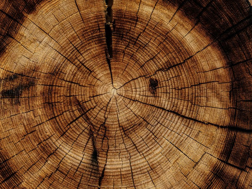The Kind of Intelligence That Grows With Age and How to Build It