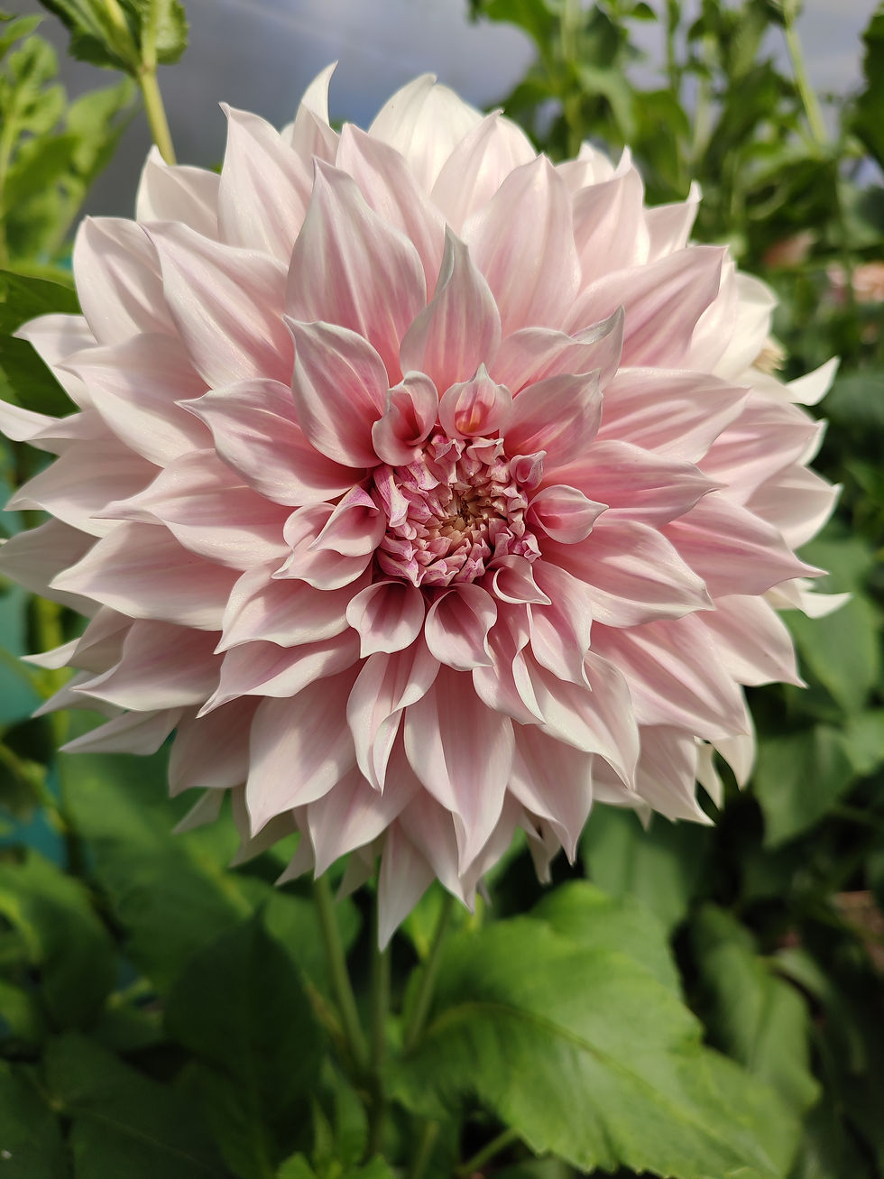 Thumbnail: DIY Dahlia Bucket