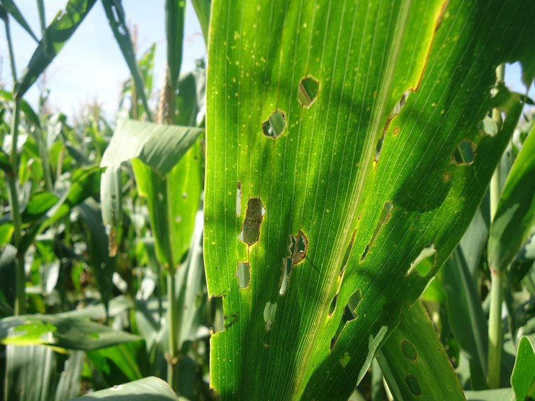 Agrobid Marketplace Agro - Saiba quais são as pragas de maior risco fitossanitário