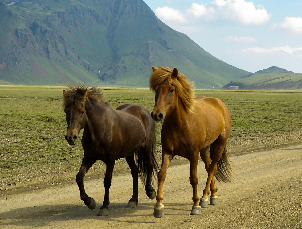 Horses in Iceland