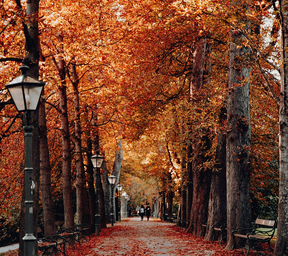 Street in Autumn
