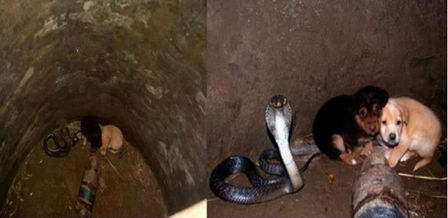 Mahnitëse, krijesa mëe rrezikshme nëTokë ndihmon tëtjetër kur
janë në rrezik