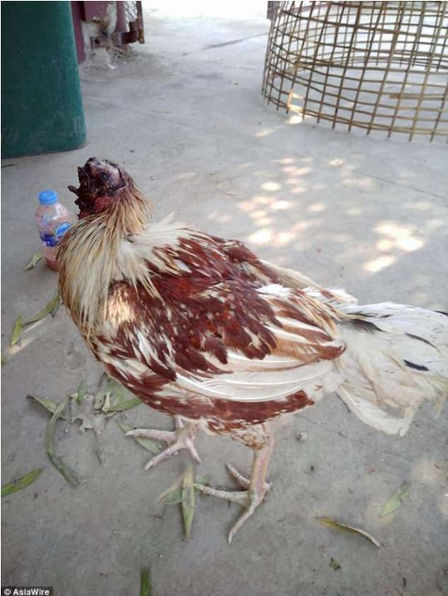 E paparë/Pula jeton 18 muaj pa kokë
