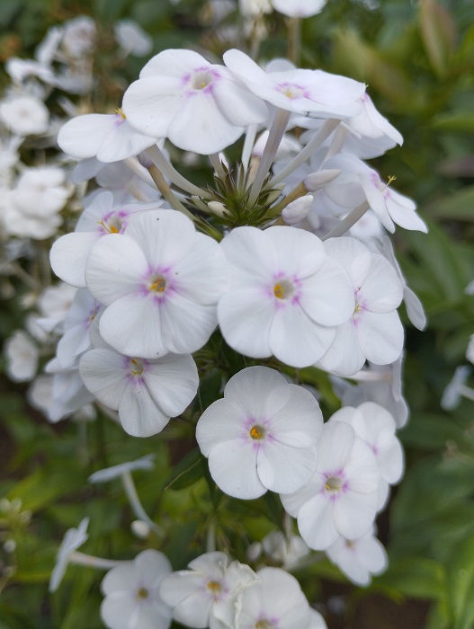 Laiguline leeklill 'Schneelawine'