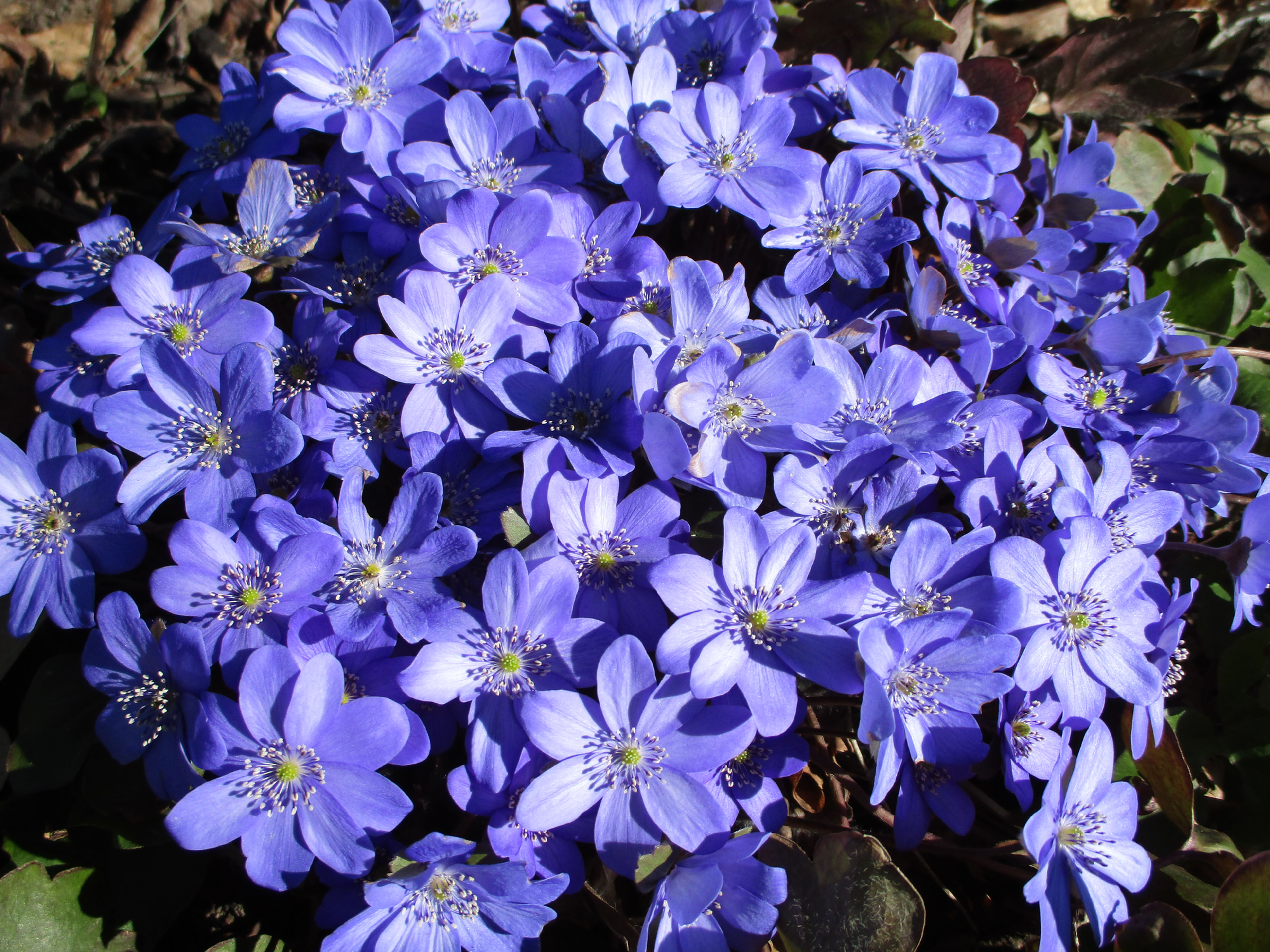 Transilvaania sinilill "Blue Jewel" ( Hepatica transsilvanica)